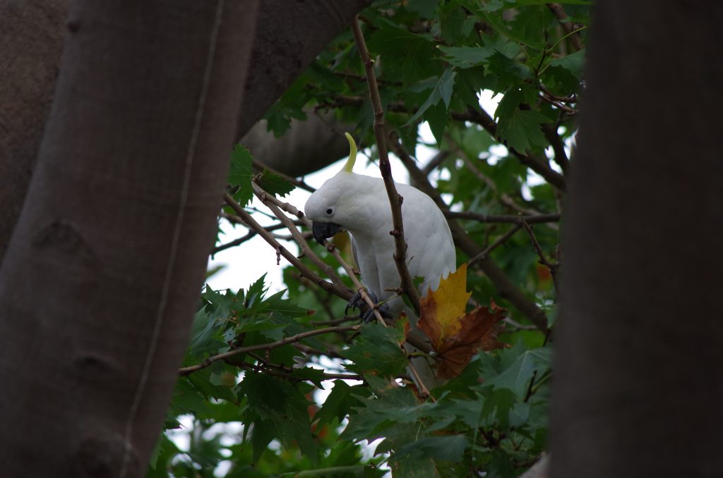 sulphur_crested_cockatoo